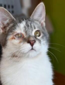 Lucio gibt nicht auf - Neuss