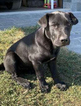 Niedliche Labbidame Raya sucht - Berlin