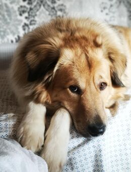 Pepper sucht ein neues Zuhause - Herzberg (Harz)