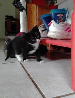 Verk. 3. Katzen Kinder voll süß und verspielt - Duckow