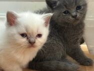 Wunderschöne Britisch Kurzhaar Kitten - Abgabe ab Anfang Juli - Wunstorf Zentrum