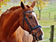 Reitanlage auf ca. 11 ha zu verkaufen - Leverkusen