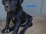 Presa Canario x Cane Corso - Möllenbeck (Landkreis Mecklenburgische Seenplatte)