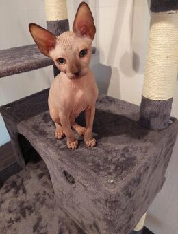 Sphynx Kätzchen - Vorra
