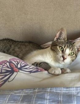 Handicap Katze Nayla aus dem Tierschutz - Grevenbroich