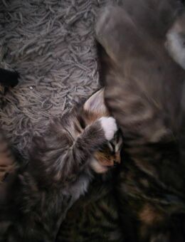 Kitten - Bad Endbach