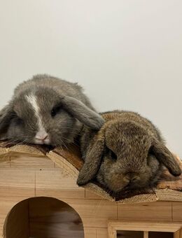 Minilop Zwergwidder Zwergkaninchen Babys - München