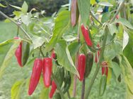 Chili Samen 10 Stück Jalapeno Big Guy klein Schärfe 4 Capsicum annuum 2024 BIO - Freising