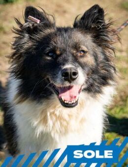 Sole - Sonnenschein - Berlin