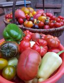 Tomatensamen Mix in 06108