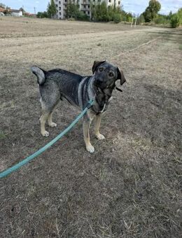 Sozialer Kuscheljunge ARES sucht ♥️ - München