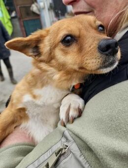 Malou - sucht GNADENBROTPLATZ - Weilheim (Oberbayern)