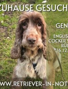 Gentle - Ein Herz sucht ein Zuhause - Lippetal