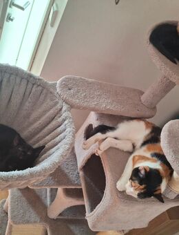 2 Süße Katzenbabys - Friesoythe