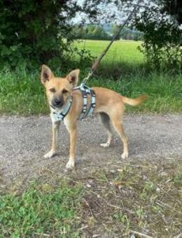 Lani will noch viel lernen - Bückeburg