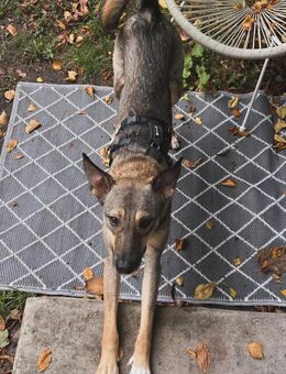 tolle Hündin, Frida, 1,5 Jahre, 19kg - Köln