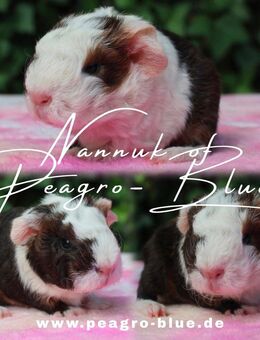 Meerschweinchen - Buxtehude