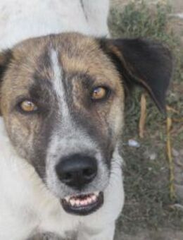 Carla, die Entspannte 🐾 - Elsdorf (Nordrhein-Westfalen)