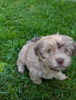 Drei zuckersüße Bolonka Zwetna/Havanese Zwerge - Hemmoor