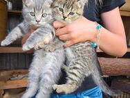 Britisch Kurzhaar Kitten BKH - Lübbenau (Spreewald)