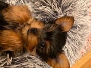 Süße Yorkshire Terrier Welpen - Lahr (Schwarzwald)