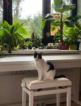 Katze schwarz und weiß - München