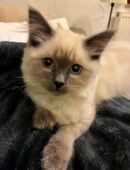 Heilige Birma Kitten Mädchen in 96317