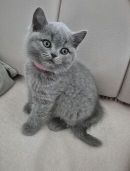 Britisch Kurzhaar Katzenbabys - Ostfildern