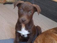 💕Penny💕sucht eine liebe Familie🐾💕🐾 - Freilassing