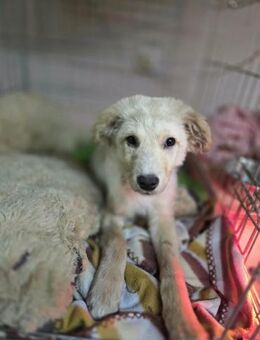 Barni, Mischlingsjunghund mit Handicap - Remagen