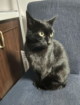 Kater zum abgeben- Schusekater - Dorfen Zentrum