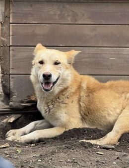 Finn ist unser Pechvogel 🐾 - Elsdorf (Nordrhein-Westfalen)