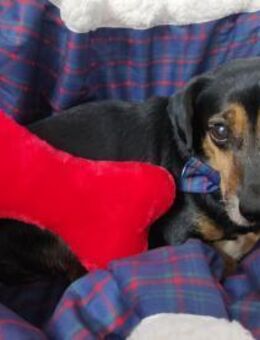 Timón - ängstlicher Dackelmix - Bad Camberg