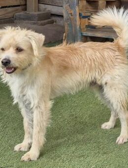 BOLT - unser süßes Sensibelchen 🌟 - Neudenau