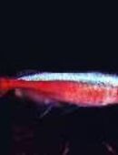 Top Rote Neon Nachzuchten !! in 23552