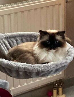Ragdoll - Köfering