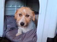 Lucy wünscht sich ein Zuhause! - Muldestausee