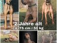 SAUPACKER (DEUTSCHE DOGGE / CANE CORSO / PRESA CANARIO) in 31595