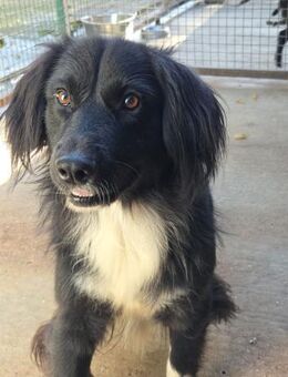 Mina - Freundliche wunderschöne Hündin - Obertshausen