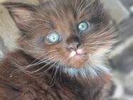 Maine Coon Kater sucht ein Zuhause - Duisburg