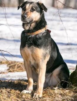 Lisa❤️sucht ein warmes Körbchen - Rott (Inn)