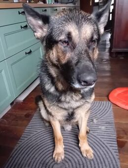 Shadow braucht ein Zuhause - Ludwigshafen (Rhein)