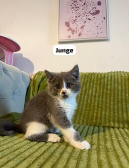 Baby Katzen BKH gemischt - Ingolstadt