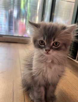 Perser Kitten mit Nase - Hilden