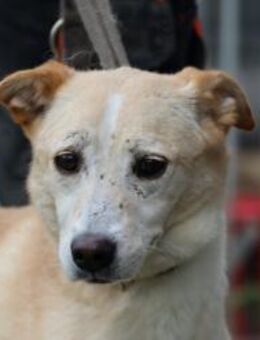 Neone - liebenswerte, verschmuste Hündin - Lohra