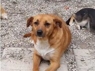 Ruhige LIA sucht liebevolles Zuhause - Büdingen