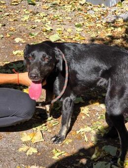 Freundliche Black Beauty DIMA sucht ♥️ - München