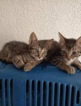 Liebe Katzenbrüder Pum und Pin - Karlsruhe