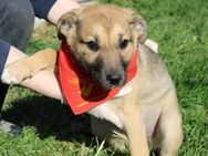 Izzy sucht ein Zuhause - München