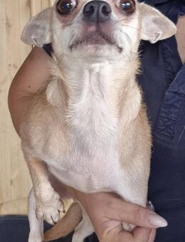 Kiwi kleine Chihuahua-Hündin - Kassel